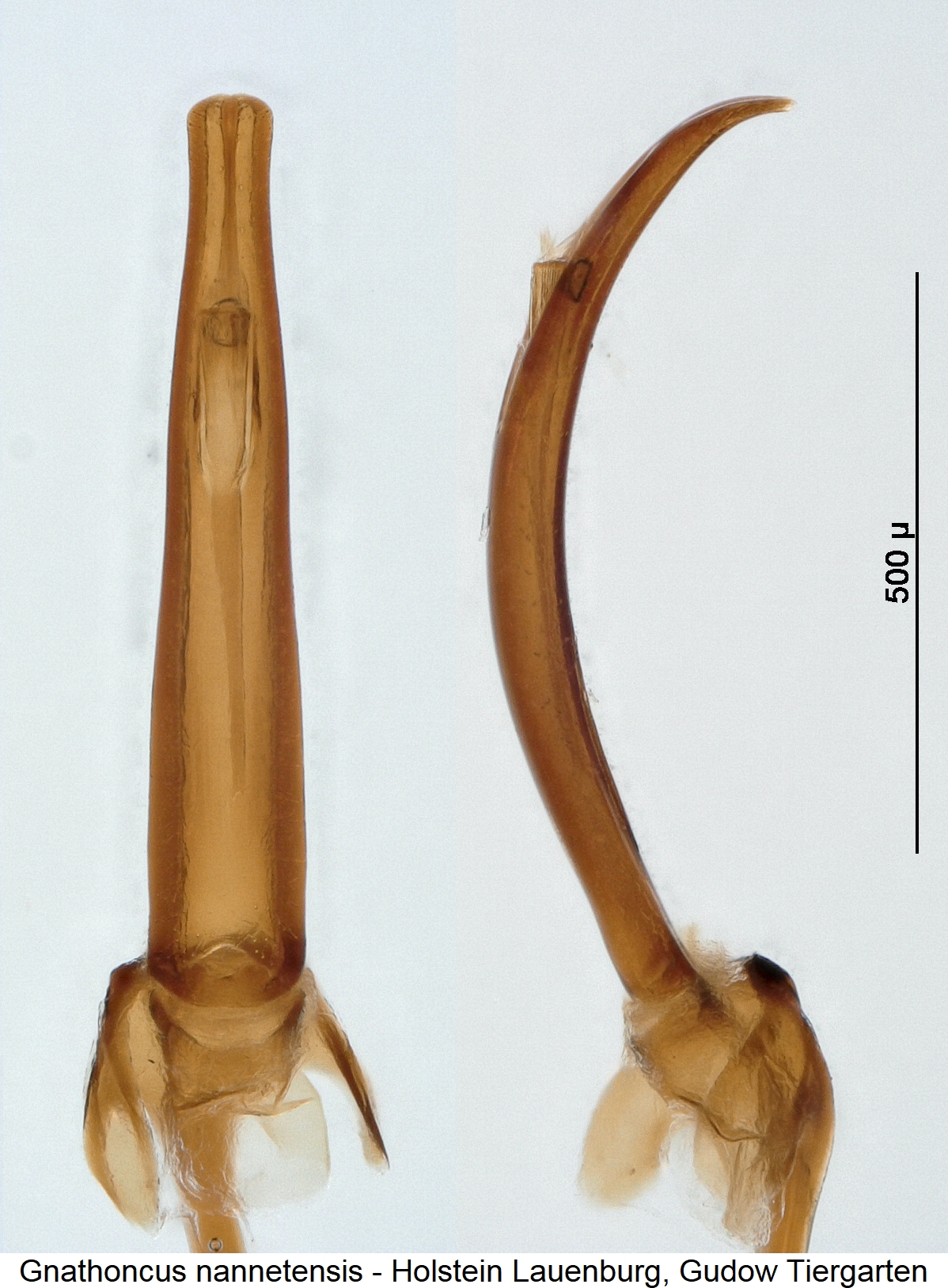 gnathoncus_nannetensis.jpg