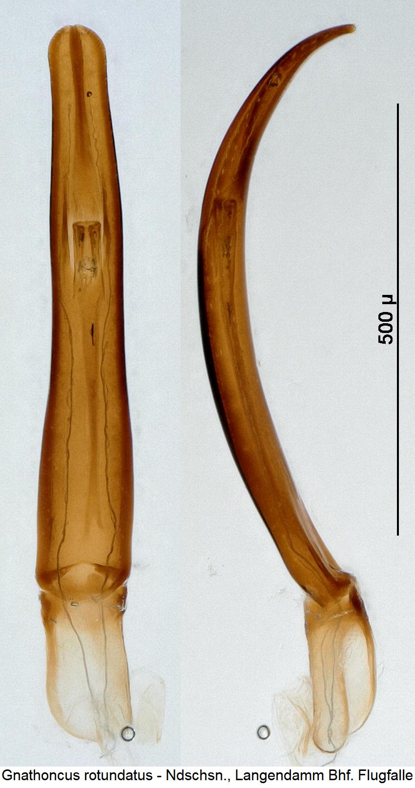 gnathoncus_rotundatus.jpg