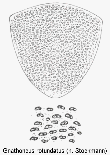 gnathoncus_rotundatus_pyg.gif