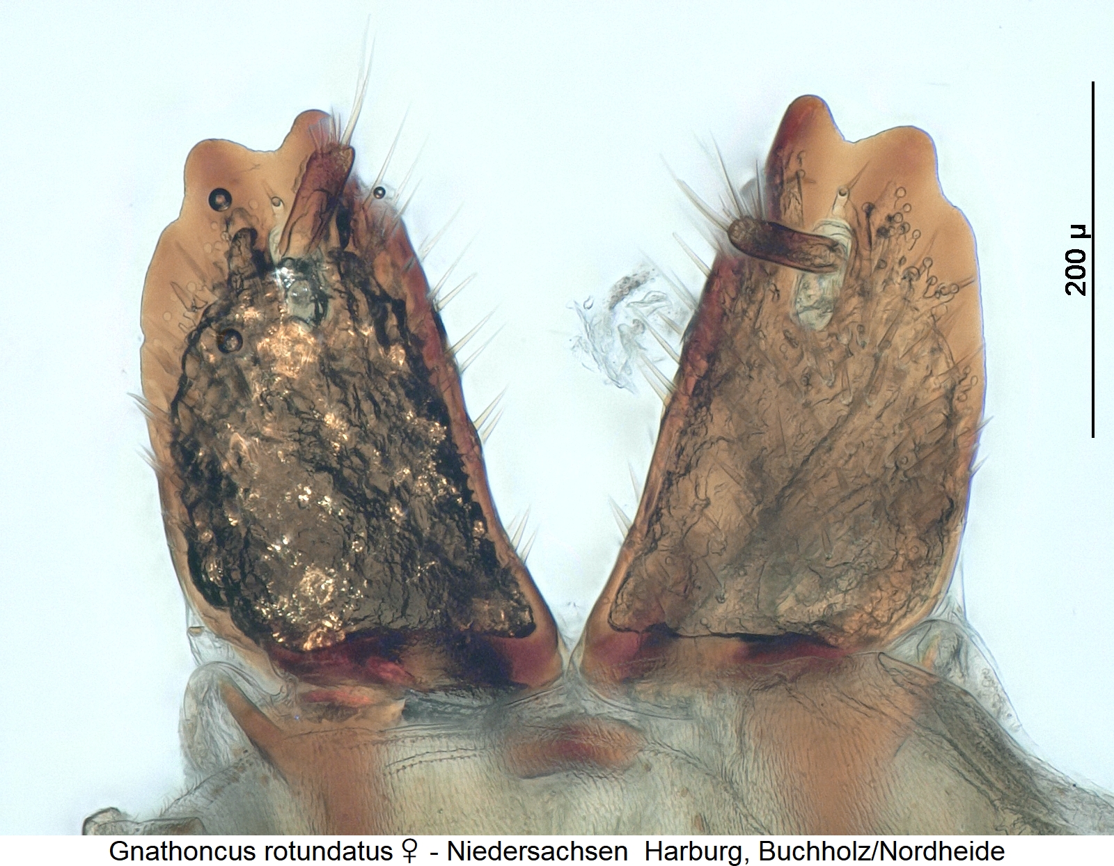 gnathoncus_rotundatus_w_ovi.jpg