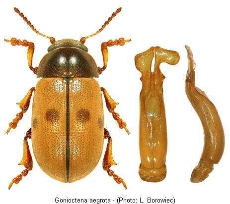 gonioctena_aegrota1.jpg