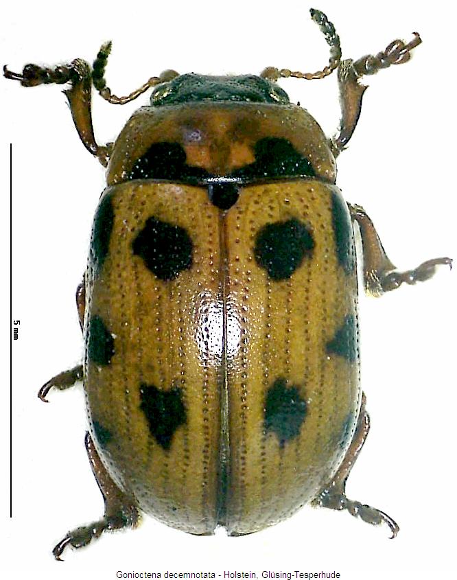 gonioctena_decemnotata_hab.jpg