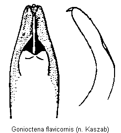 gonioctena_flavicornis.gif