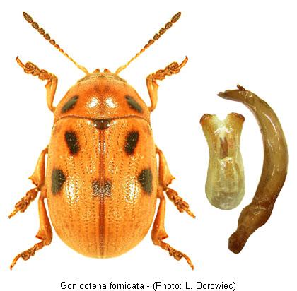 gonioctena_fornicata.jpg