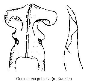 gonioctena_gobanzi.gif