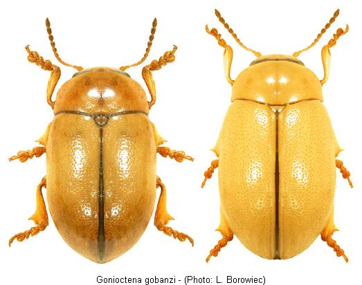 gonioctena_gobanzi.jpg