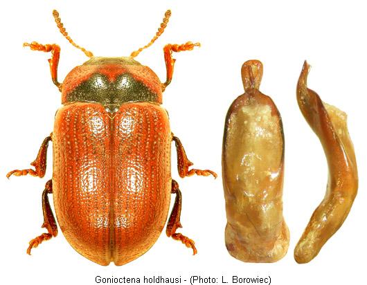 gonioctena_holdhausi.jpg