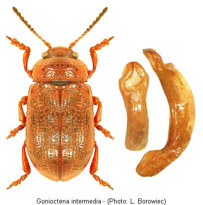gonioctena_intermedia.jpg