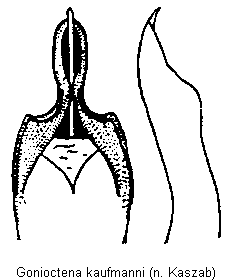 gonioctena_kaufmanni.gif
