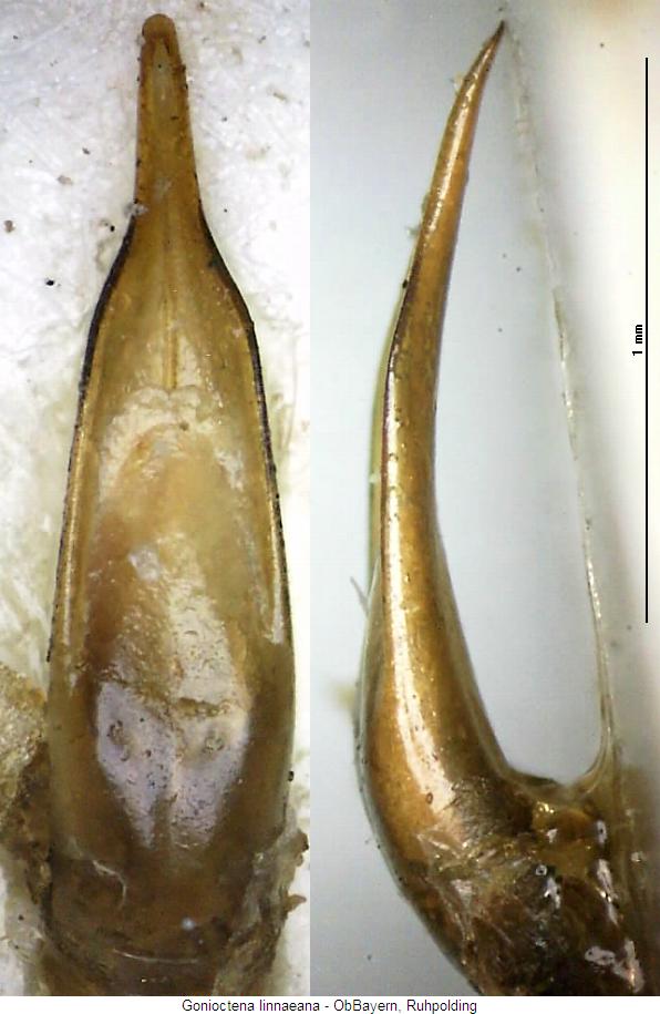 gonioctena_linnaeana.jpg