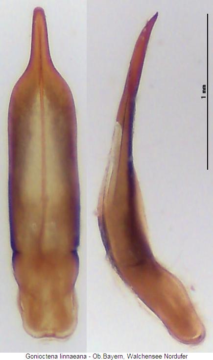 gonioctena_linnaeana2.jpg