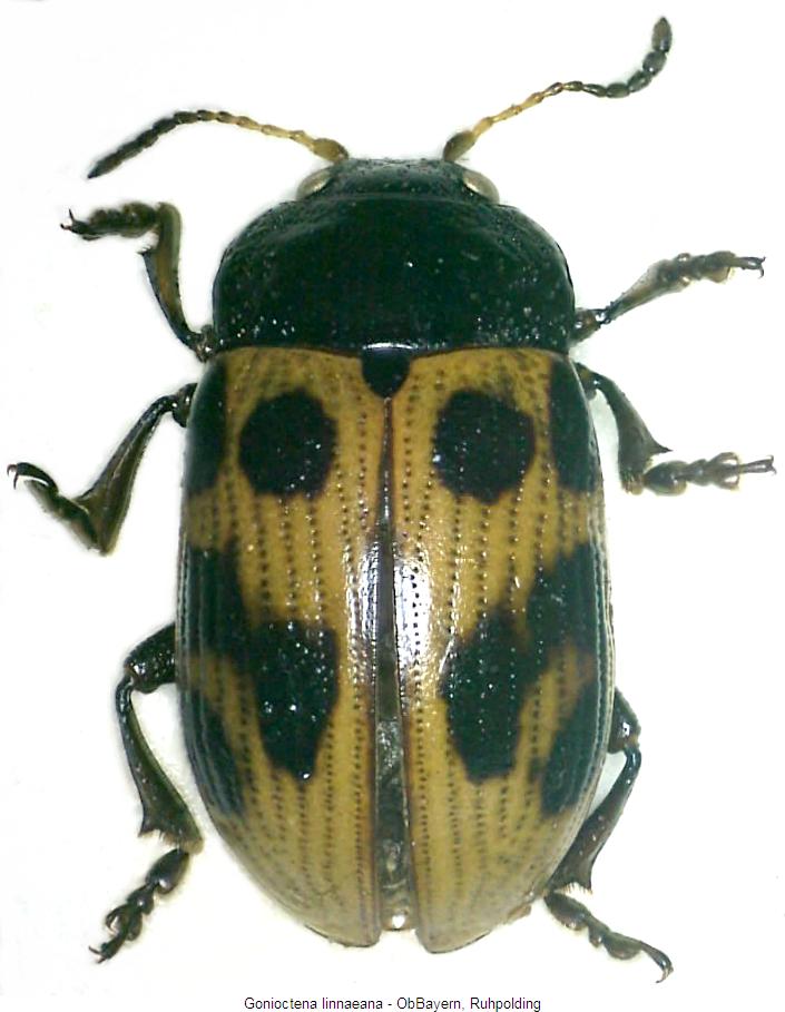 gonioctena_linnaeana_hab.jpg