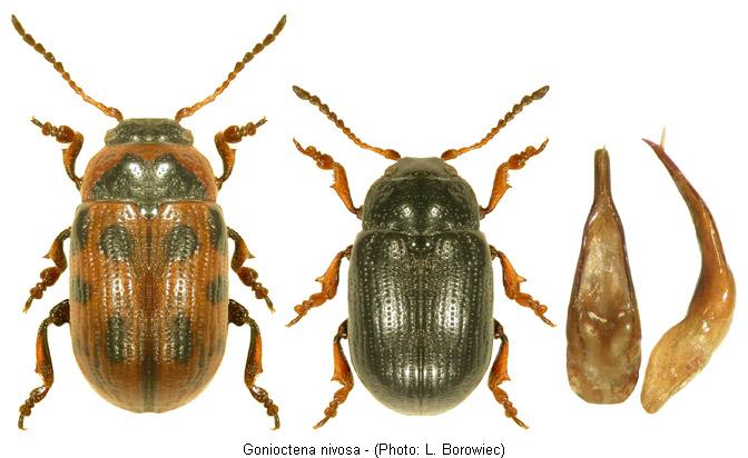 gonioctena_nivosa.jpg