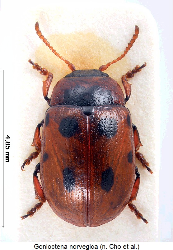 gonioctena_norvegica_hab.jpg
