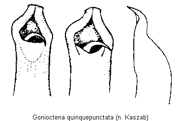 gonioctena_quinquepunctata.gif