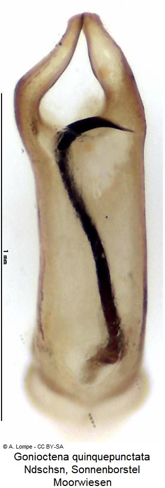 gonioctena_quinquepunctata.jpg