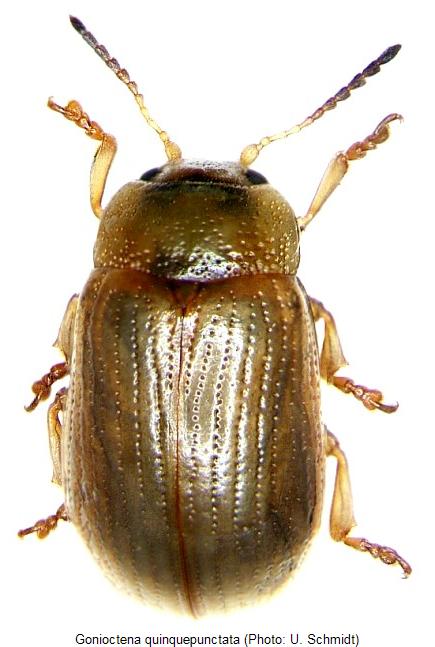 gonioctena_quinquepunctata_hab.jpg