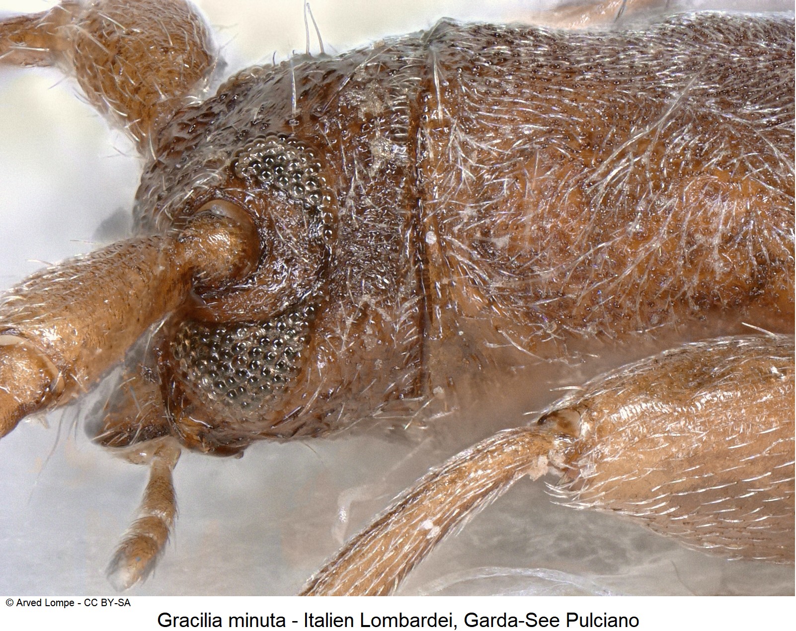 gracilia_minuta_ck11043_sa.jpg