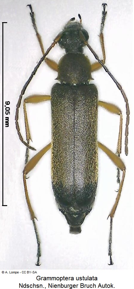 grammoptera_ustulata_hab.jpg