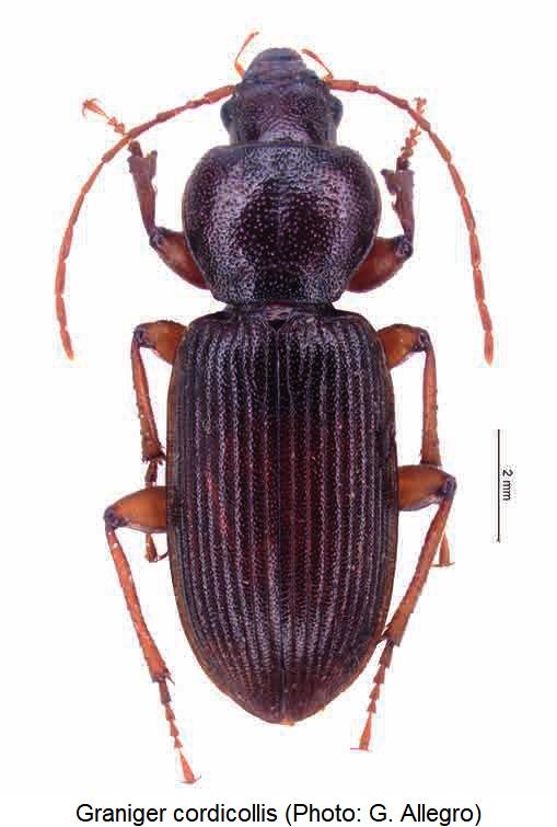 graniger_cordicollis_hab.jpg