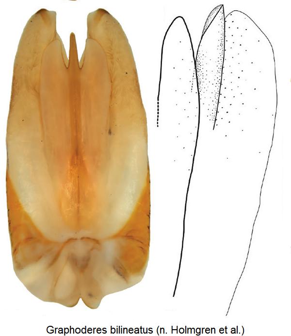 graphoderes_bilineatus.jpg