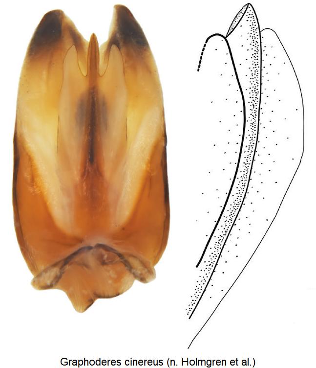 graphoderes_cinereus.jpg