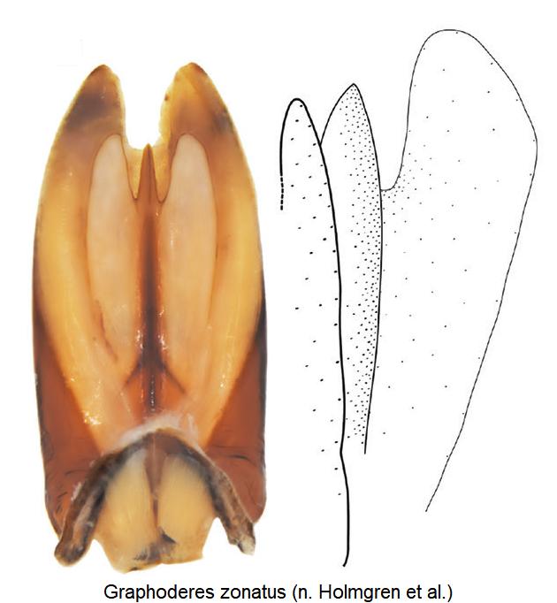 graphoderes_zonatus.jpg