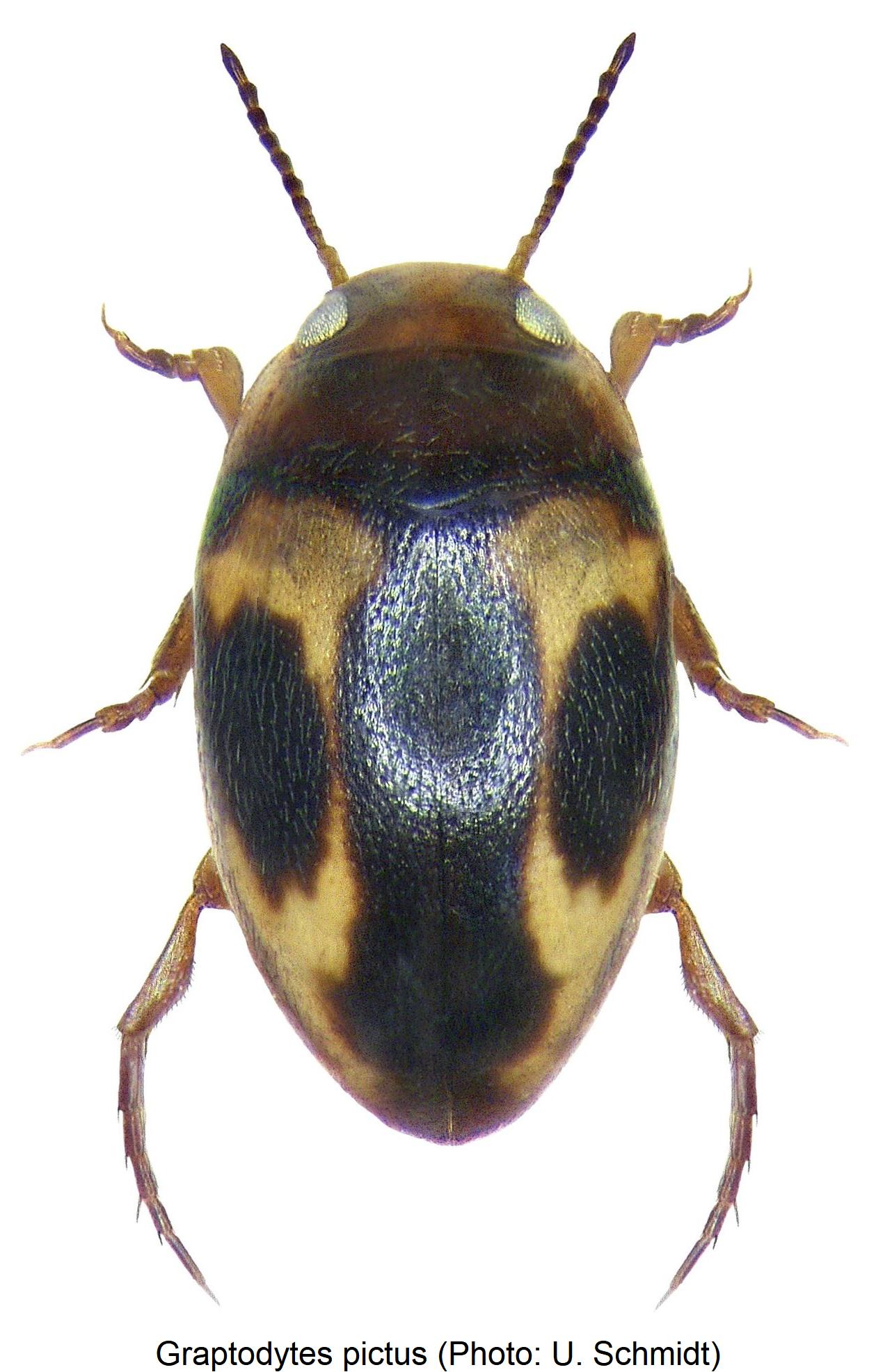 graptodytes_pictus_hab.jpg