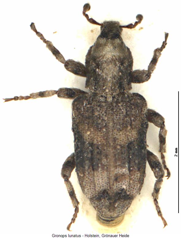 gronops_lunatus_hab.jpg