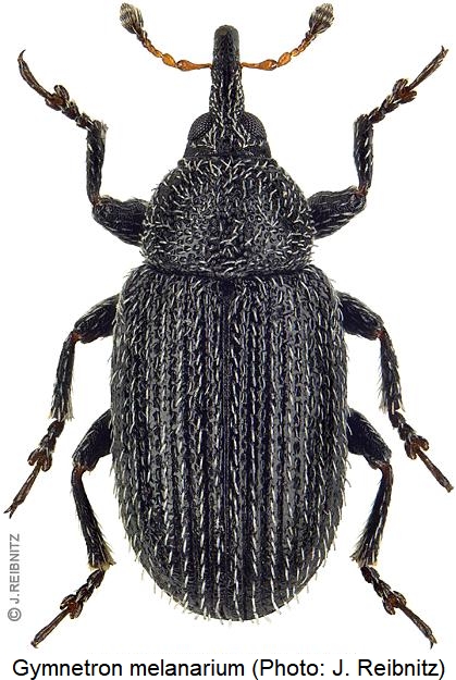 gymnetron_melanarium_hab.jpg