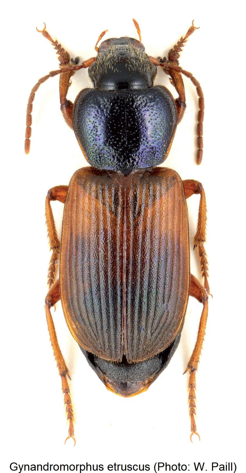 gynandromorphus_etruscus_hab.jpg