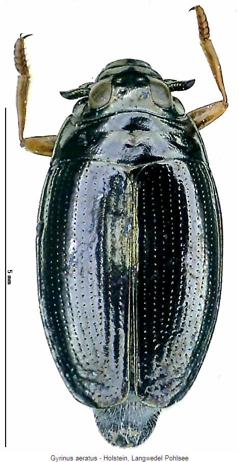 gyrinus_aeratus_hab.jpg