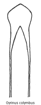 gyrinus_colymbus.gif