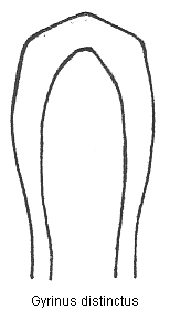 gyrinus_distinctus.gif