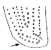 gyrinus_paykulli_fld.gif