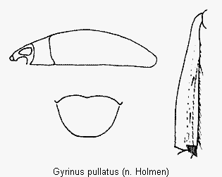 gyrinus_pullatus_div.gif