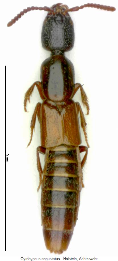 gyrohypnus_angustatus_hab.jpg