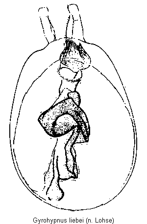gyrohypnus_liebei.gif
