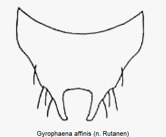 gyrophaena_affinis_ter.gif