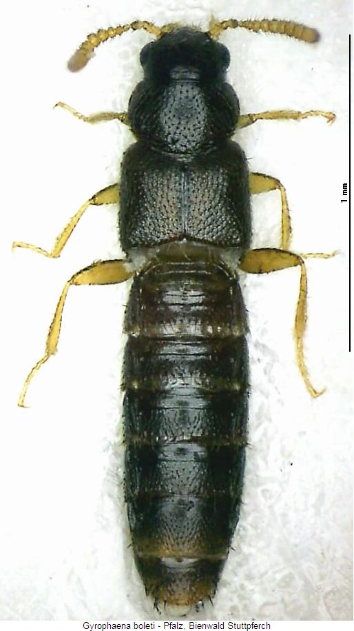 gyrophaena_boleti_hab.jpg