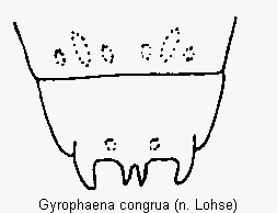 gyrophaena_congrua_terg.gif