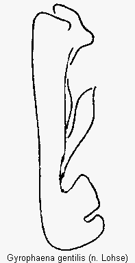 gyrophaena_gentilis.gif