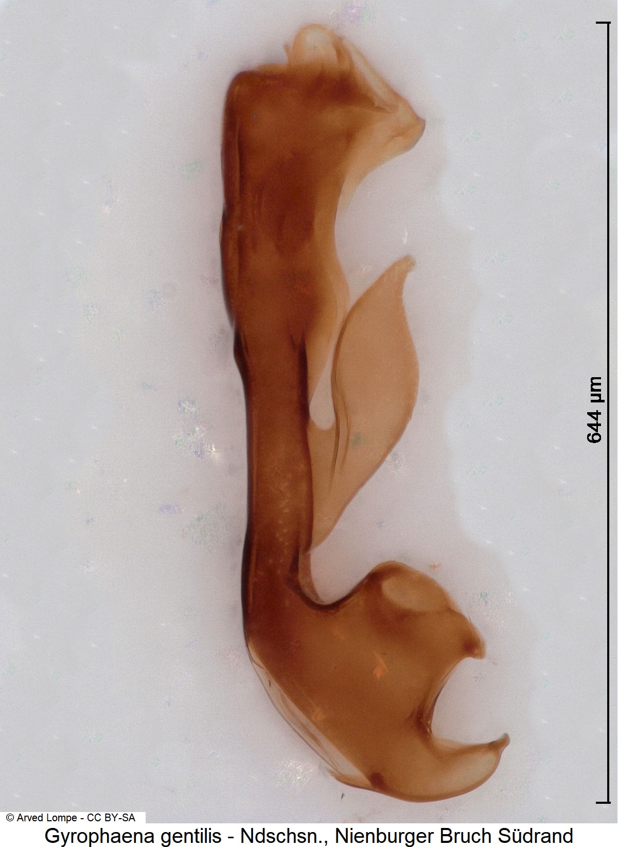 gyrophaena_gentilis_ck16575.jpg