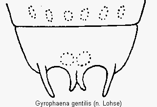 gyrophaena_gentilis_terg.gif