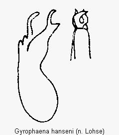 gyrophaena_hanseni.gif