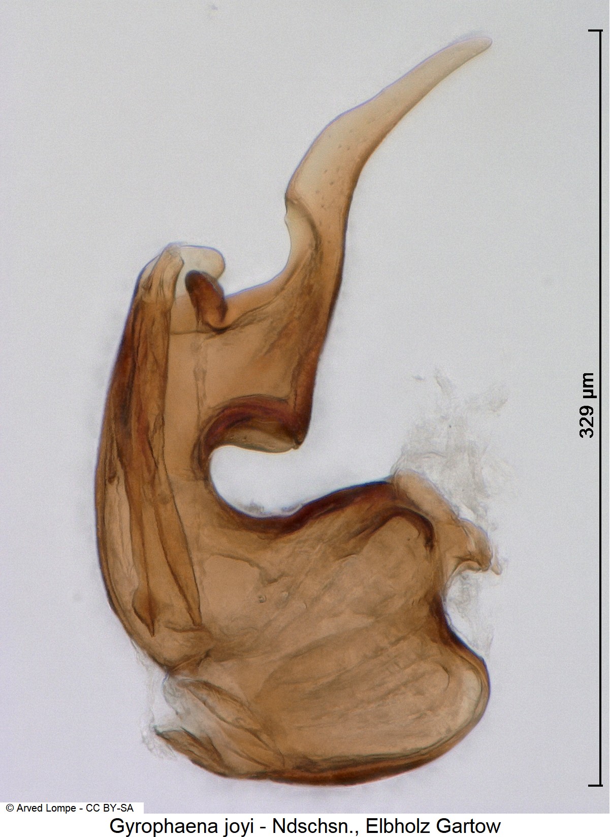 gyrophaena_joyi_ck5608.jpg