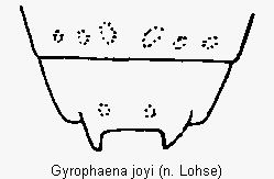 gyrophaena_joyi_terg.gif