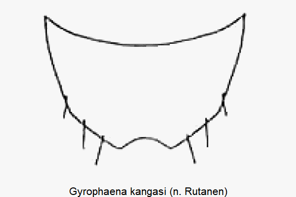 gyrophaena_kangasi_ter.gif
