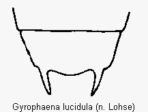 gyrophaena_lucidula_terg.gif