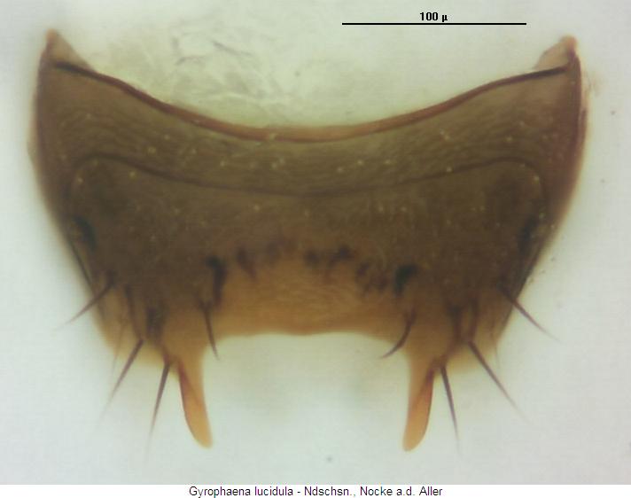 gyrophaena_lucidula_tergit.jpg